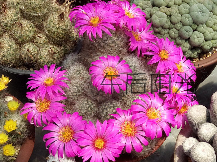 丽光殿 2-7厘米 经典大花美花 乳突球仙人球多肉植物阳台小盆栽|msdalam kategori penghantaran bunga/bunga simulasi/tumbuhan berkebun, bunga/Tumbuh-tumbuhan tumbuh-tumbuhan pasu (baru), succulents - dari Buy2taobao.com untuk memberikan perkhidmatan ejen Taobao profesional membeli