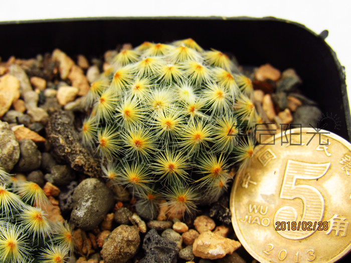 明星 Mammillaria schiedeana4厘米 乳突球属仙人球植物小盆栽|msdalam kategori penghantaran bunga/bunga simulasi/tumbuhan berkebun, bunga/Tumbuh-tumbuhan tumbuh-tumbuhan pasu (baru), succulents - dari Buy2taobao.com untuk memberikan perkhidmatan ejen Taobao profesional membeli