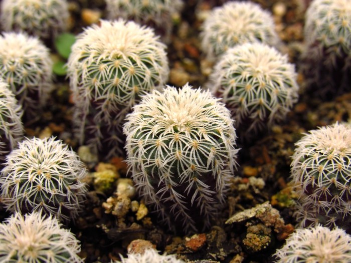 Dense thorn pill Frailea buenekeri var. densispina 1-2 centimeter Cactusin the Flower delivery/Flowers simulation/Plants gardening , Flowers/Potted plants (New) , Succulents  category - from Buy2taobao.com to provide professional Taobao agent buy service