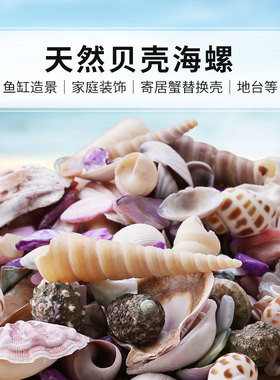 diy手工装饰品景观替换贝壳海螺