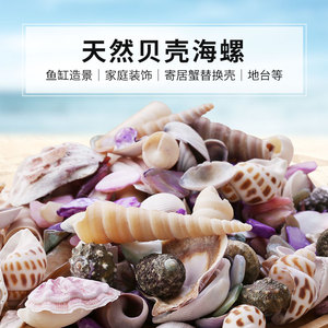 天然贝壳海螺手工diy装饰品微景观卷贝鱼寄居蟹替换壳鱼缸造景珊
