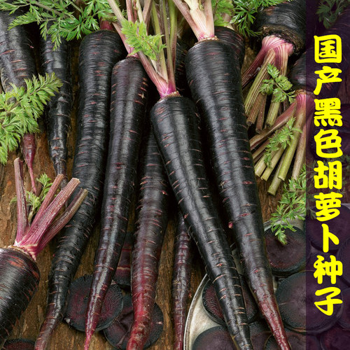 一号紫黑色好吃的胡萝卜种子