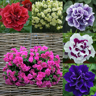 H英国柯叻进口四季吊篮超级矮牵牛绿植盆栽带花矮牛种子室内外苗