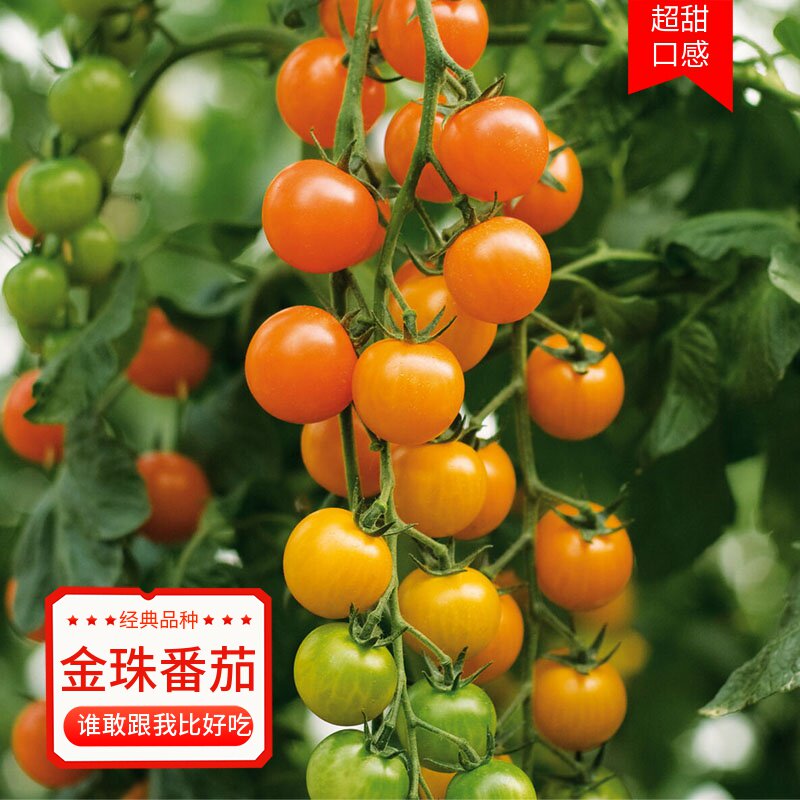 农友金珠樱桃黄色蔬果番茄种子图片