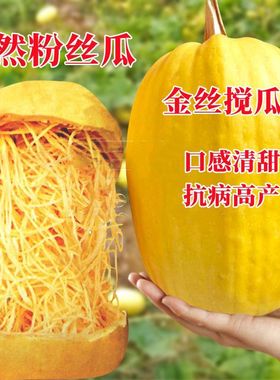 绞丝金丝瓜搅绞瓜角瓜四季春季菜园蔬菜种子籽孑天然粉丝味同海蜇