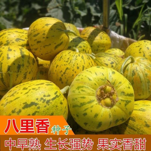 蔬菜水果特大八里香高产甜瓜种子