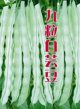 九粒白芸豆老来俏种子