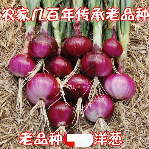 传统儿时味道紫皮甜辣洋葱种子