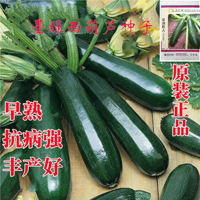 西葫芦种子寿光抗寒西葫芦种子