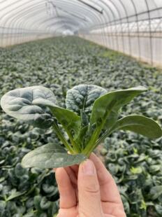 卡蒂雅趴地小菠菜种子产量高抗病耐寒耐热不黄叶厚圆有光泽口感好