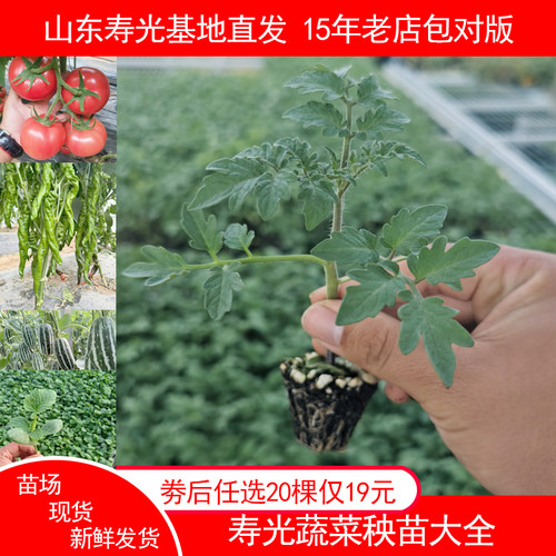 特色西红柿番茄苗辣椒茄子苗圣女果苗西甜瓜苦瓜丝瓜葫芦苗种子孑