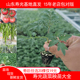 特色西红柿番茄苗辣椒茄子苗圣女果苗西甜瓜苦瓜丝瓜葫芦苗种子孑
