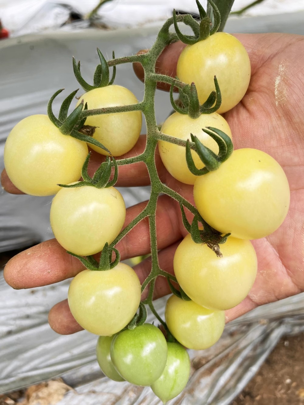 白玉四季白樱桃番茄蔬菜种子
