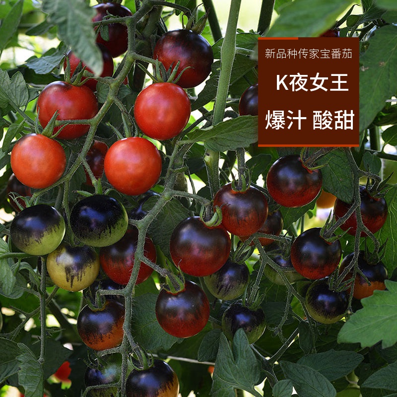 传家宝可留种K夜女王多汁口感番茄圣女果西红柿蔬菜种子孑籽苗