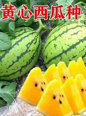 超甜黄壤西瓜春季蔬菜种子秧苗