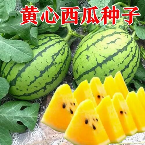 超甜黄壤西瓜春季蔬菜种子秧苗