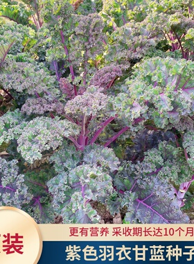 紫羽1号羽衣甘蓝种籽紫色羽衣甘兰红宝羽衣甘兰甘蓝四季春季蔬菜