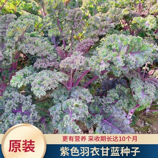 紫羽1号羽衣甘蓝种籽紫色羽衣甘兰红宝羽衣甘兰甘蓝四季春季蔬菜