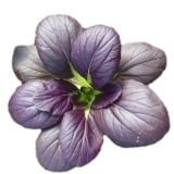 Семена пурплеса овощных семян Daquan весенние растительные семена пурпурных рапсов