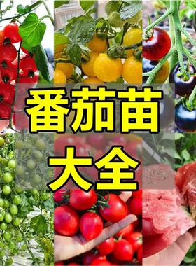番茄圣女果西红柿苗辣椒苗茄子苗甜瓜苗寿光蔬菜秧苗大全种子孑
