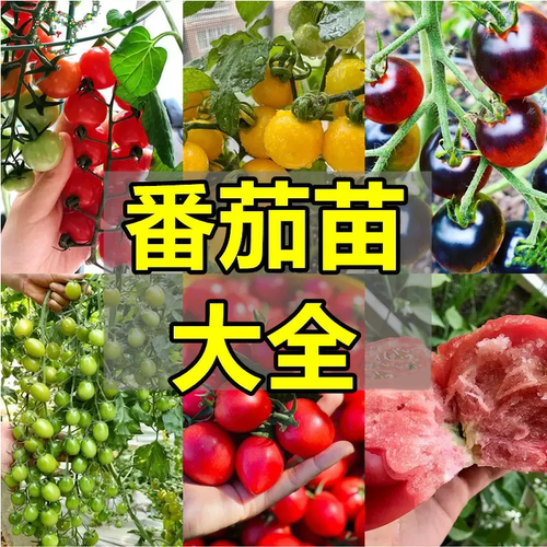 番茄圣女果西红柿苗辣椒苗茄子苗