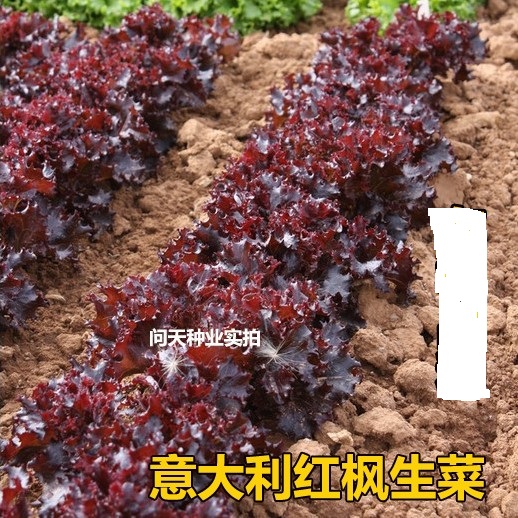 红枫园艺生菜 深紫色生菜种子 营养丰富蔬菜种子籽苗孑