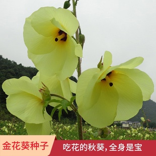 吃花的秋葵金花葵野花四季可盆栽春季庭院菜园蔬菜水果种子籽孑
