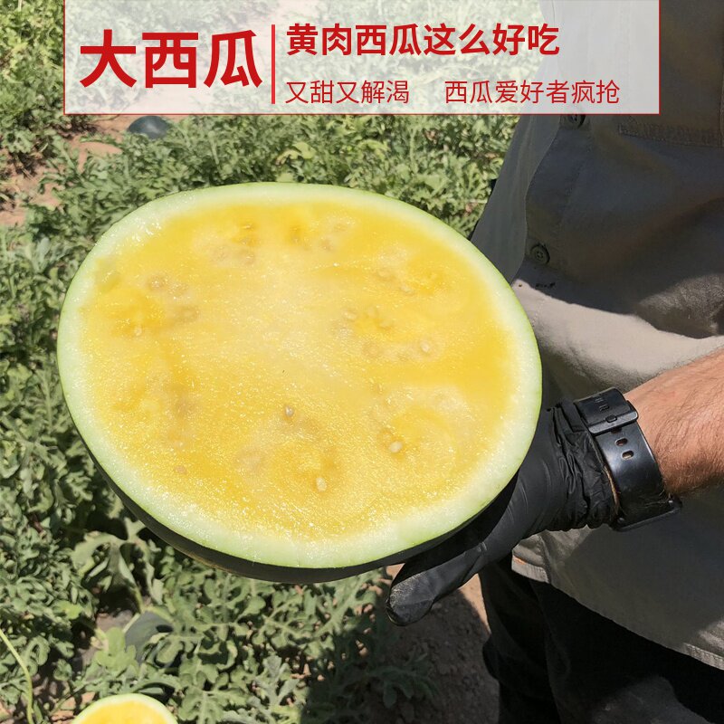 大果型黑皮黄壤黄肉无籽西瓜种子 高糖度 质脆沙 蔬菜水果种子孑