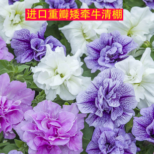 密花型美国泛美进口矮牵牛花苗盆栽带花矮牛四季 爆盆直立垂吊