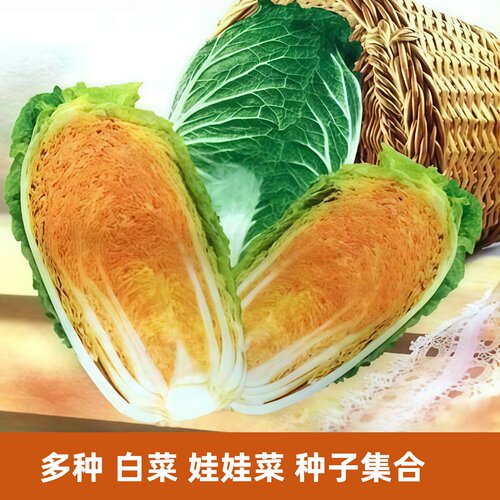 娃娃菜黄心红心速生小白菜种子