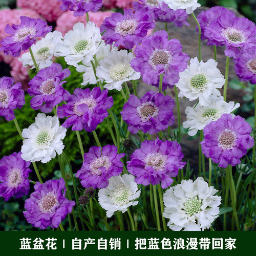 耐热耐寒蓝盆花盆栽花卉种子花苗