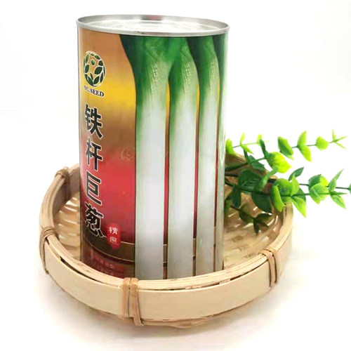 进口日本紧实产量高大葱种子