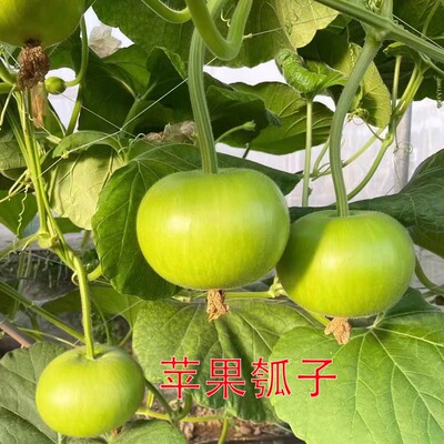 瓠瓜种子苹果种籽庭院蔬菜种孑