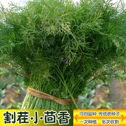 四季速生割茬茴香蔬菜种子