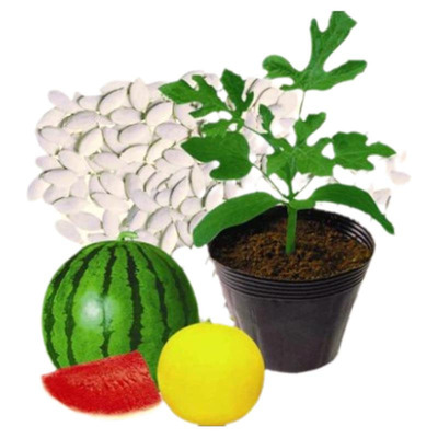 进口日本嫁接砧木耐寒西瓜