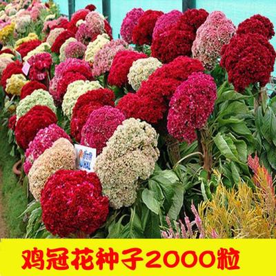 冠状羽状鸡冠花种子翠菊康乃馨