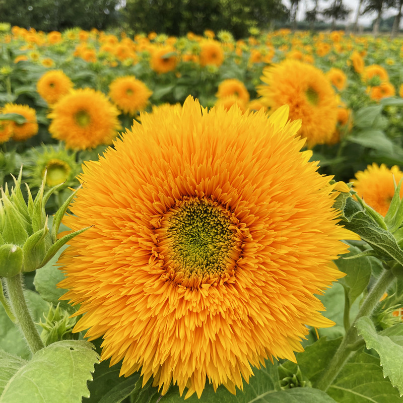 复瓣玩具熊向日葵种子观赏矮向花阳台盆栽春夏秋四季播易种籽花卉