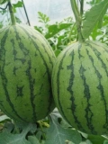Ранняя весна красная нефрита 2k Super Sweet Sweet Abrimelon Seeds импортировали четырехсезонные тыквы южные арбузные овощи саженцы фрукты