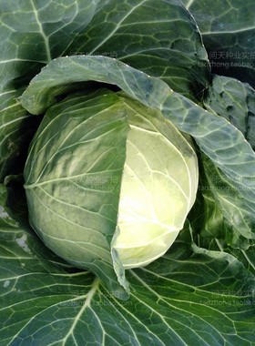 高产绿冠216甘蓝圆洋白菜大头包菜四季春夏秋播好吃蔬菜种子籽孑