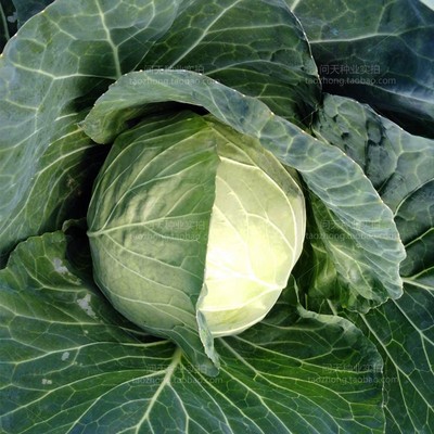 四季高产甘蓝蔬菜种子种籽秧苗