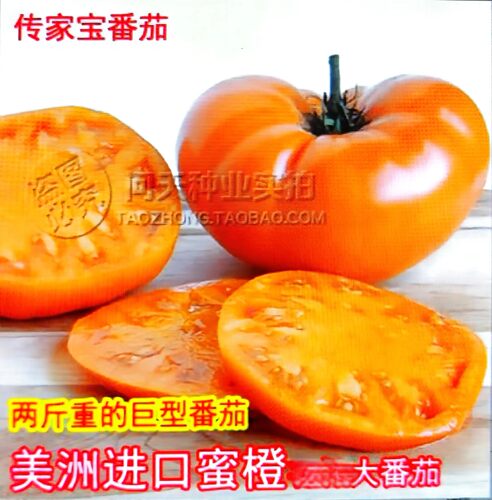 可留种番茄味道浓传家宝种子