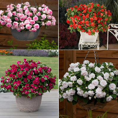 多年生重瓣凤仙四季开花机器耐寒