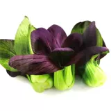 Семена пурплеса овощных семян Daquan весенние растительные семена пурпурных рапсов