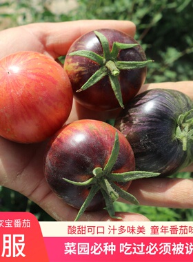 传家宝可留种说服蓝色条纹番茄多汁口感西红柿蔬菜种子孑籽苗