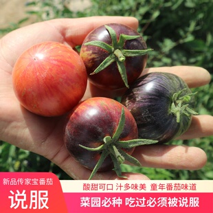 传家宝可留种说服蓝色条纹番茄多汁口感西红柿蔬菜种子孑籽苗