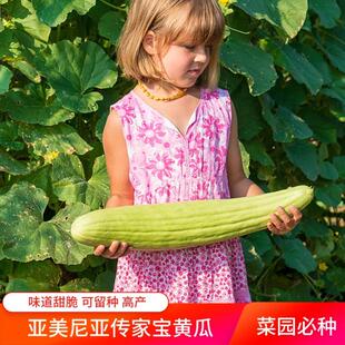 春四季播菜园阳台盆栽亚美尼亚传家宝水果旱黄瓜蔬菜种子籽秧苗孑