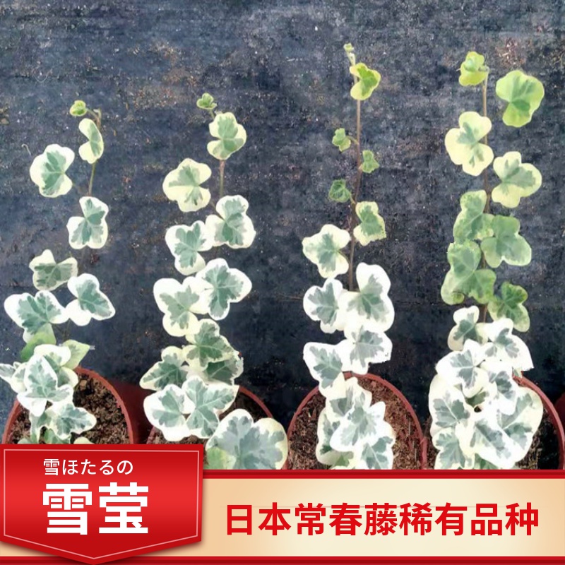 H日本进口花雪莹萤盆栽常春藤白花叶片稀有品种网红室内观叶花卉