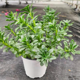 养心菜费菜云南白药盆栽易成活多年生救心菜红费菜种苗高钙菜三七