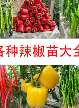 问天种业辣椒苗蔬菜秧苗种籽子孑