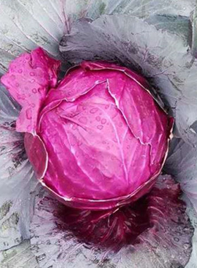 紫甘蓝 包菜 洋白菜好吃菜园盆栽四季春夏季秋季蔬菜种子籽种孑